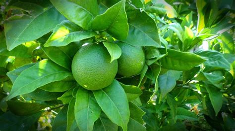 hur snabbt växer en citron